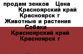 продам зенков › Цена ­ 5 000 - Красноярский край, Красноярск г. Животные и растения » Собаки   . Красноярский край,Красноярск г.